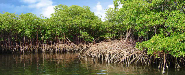 Mangrove trees need to be protected and planted. They offer multiple uses and benefits. (Photo courtesy of Science Nutshell/M. Berry/S. Karstens/M. Lukas)
